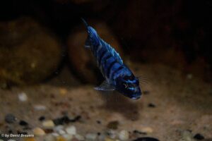 Metriaclima zebra 'Masinje'